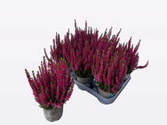 Calluna Beauty Ladies Mix 12Ø 30cm