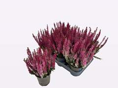 Calluna Beauty Ladies Mix In Pot 2 Colours 12Ø 30cm