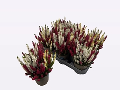 Calluna Beauty Ladies Mix In Pot 3 Colours 12Ø 30cm