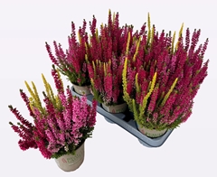 Calluna Beauty Ladies Mix In Pot 3 Colours 12Ø 30cm