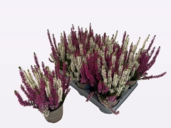 Calluna Beauty Ladies Mix In Pot 2 Colours 12Ø 30cm