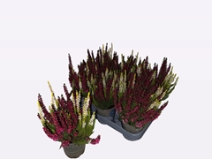Calluna Beauty Ladies Mix In Pot 2 Colours 12Ø 30cm