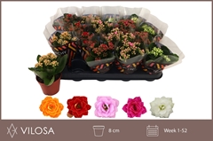 Kalanchoe Double Mix 8Ø 15cm