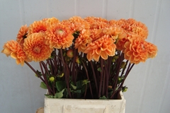 Dahlia Sylvia 55cm