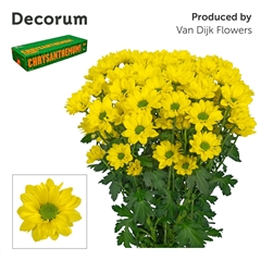Chrysanth Spray Copa 70cm 80gr.