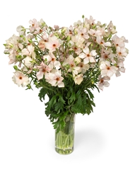 Ranunculus Butterfly Melissa 60cm 30gr.