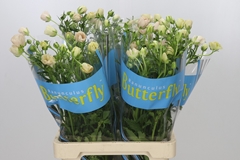 Ranunculus Butterfly Melissa 70cm 35gr.