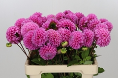 Dahlia Sweet Fabienne 55cm
