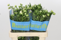 Ranunculus Butterfly Ariadne 60cm 30gr.