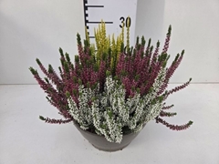 Calluna Garden Girls Trio Girls 23Ø 30cm