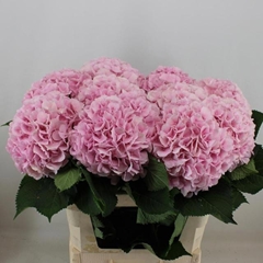 Hydrangea Verena 80cm 20-22cm Hd