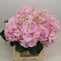 Hydrangea Verena 40cm 12-14cm Hd