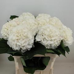 Hydrangea White Verena 80cm 20-22cm Hd