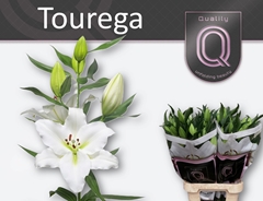 Lily Oriental Tourega 90cm 5+