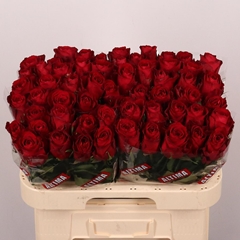Rosa Madam Red 60cm