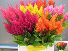 Celosia Plumosa Mix 50cm