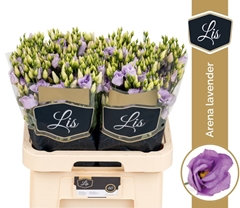 Eustoma Arena Lavender 70cm