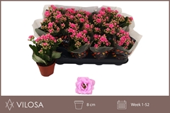 Kalanchoe Double Zeta Lilac 8Ø 15cm