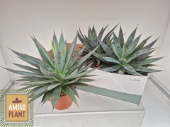 Agave Shaka Zulu 15Ø 30cm