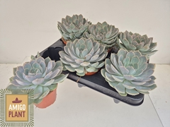 Echeveria Grande Cinza 10Ø 14cm