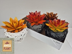 Echeveria Miranda 10Ø 13cm