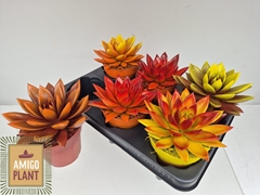 Echeveria Miranda 12Ø 15cm