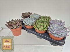 Echeveria Mix 12Ø 14cm