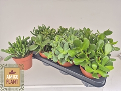 Crassula Mixed 12Ø 16cm