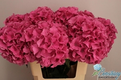 Hydrangea Royal Breeze 60cm 19-21cm Hd