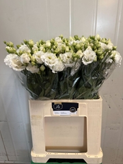 Eustoma Double Alissa Pure White 65cm