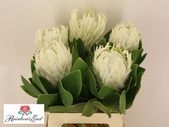 Protea Cynaroides Ayoba Arctic Ice 60cm