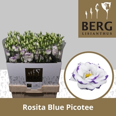 Eustoma Double Rosita Blue Picotee 70cm