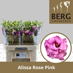 Eustoma Double Alissa Rose Pink 70cm