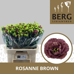 Eustoma Double Rosanne Brown 70cm