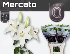 Lily La Mercato 90cm 4+