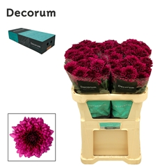 Chrysanth Single Lamira 70cm 95gr.