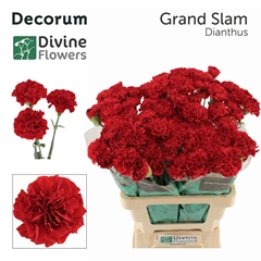 Dianthus Single Grand Slam 60cm