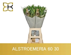 Alstroemeria Mix 60cm 30gr.
