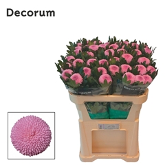 Chrysanth Single Momoko 70cm 70gr.