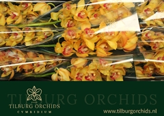 Cymbidium Esther 60cm
