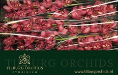 Cymbidium Red Dream 80cm