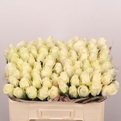 Rosa Albatros 50cm