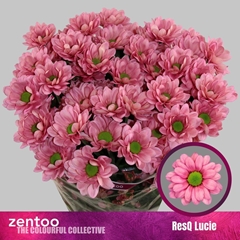 Chrysanth Spray Resq Lucie 70cm 80gr.
