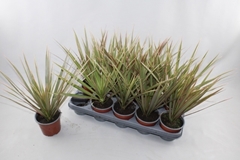 Dracaena Bicolor 12Ø 35cm