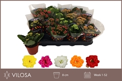 Kalanchoe Double Mix 8Ø 15cm