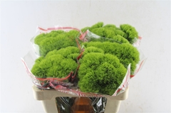 Dianthus Barb Trigreen Xl 50cm