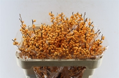 Ilex Verticillata Golden Verboom 70cm