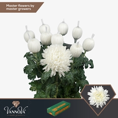 Chrysanth Single Antonov 75cm 105gr.