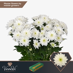 Chrysanth Spray Pina Colada 70cm 95gr.