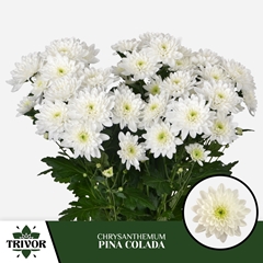 Chrysanth Spray Pina Colada 70cm 85gr.